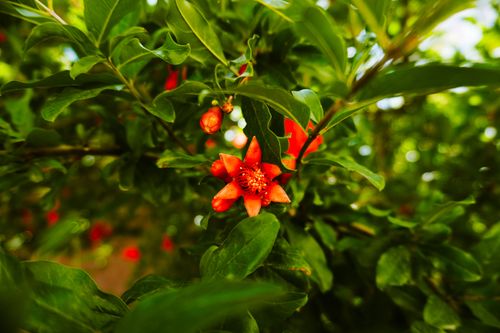 Free Close-up of a pomegranate flower blooming amidst lush green leaves, showcasing spring freshness. Stock Photo