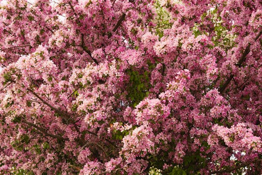 Vibrant pink cherry blossoms in full bloom create a lush and romantic spring scene.