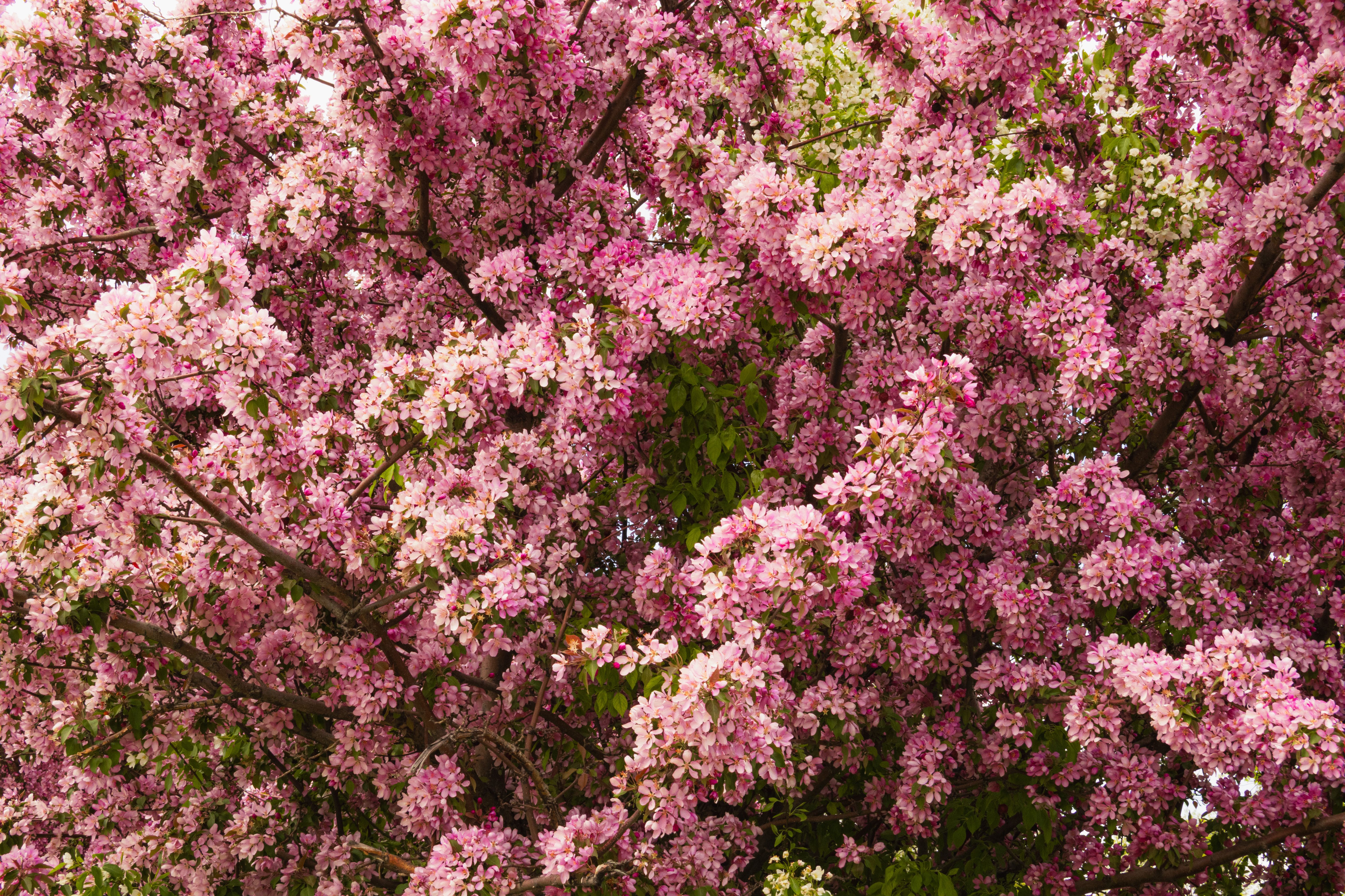 Spring In Canada Photos, Download The BEST Free Spring In Canada Stock ...