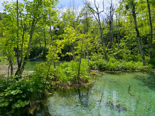 Free Lush greenery and crystal-clear water create a serene environment, perfect for nature lovers. Stock Photo