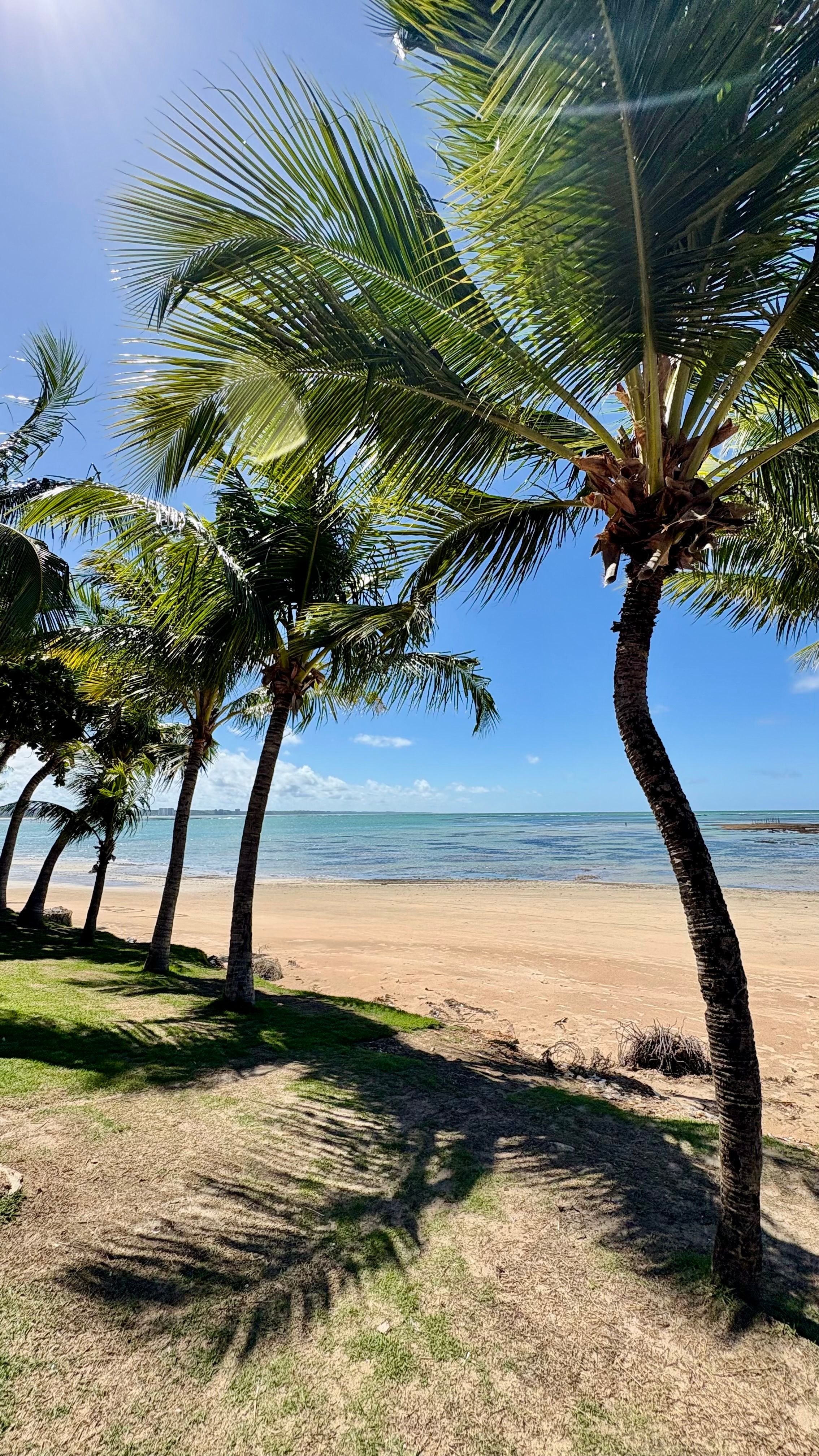 Sunny Tropical Beach with Palm Trees · Free Stock Photo