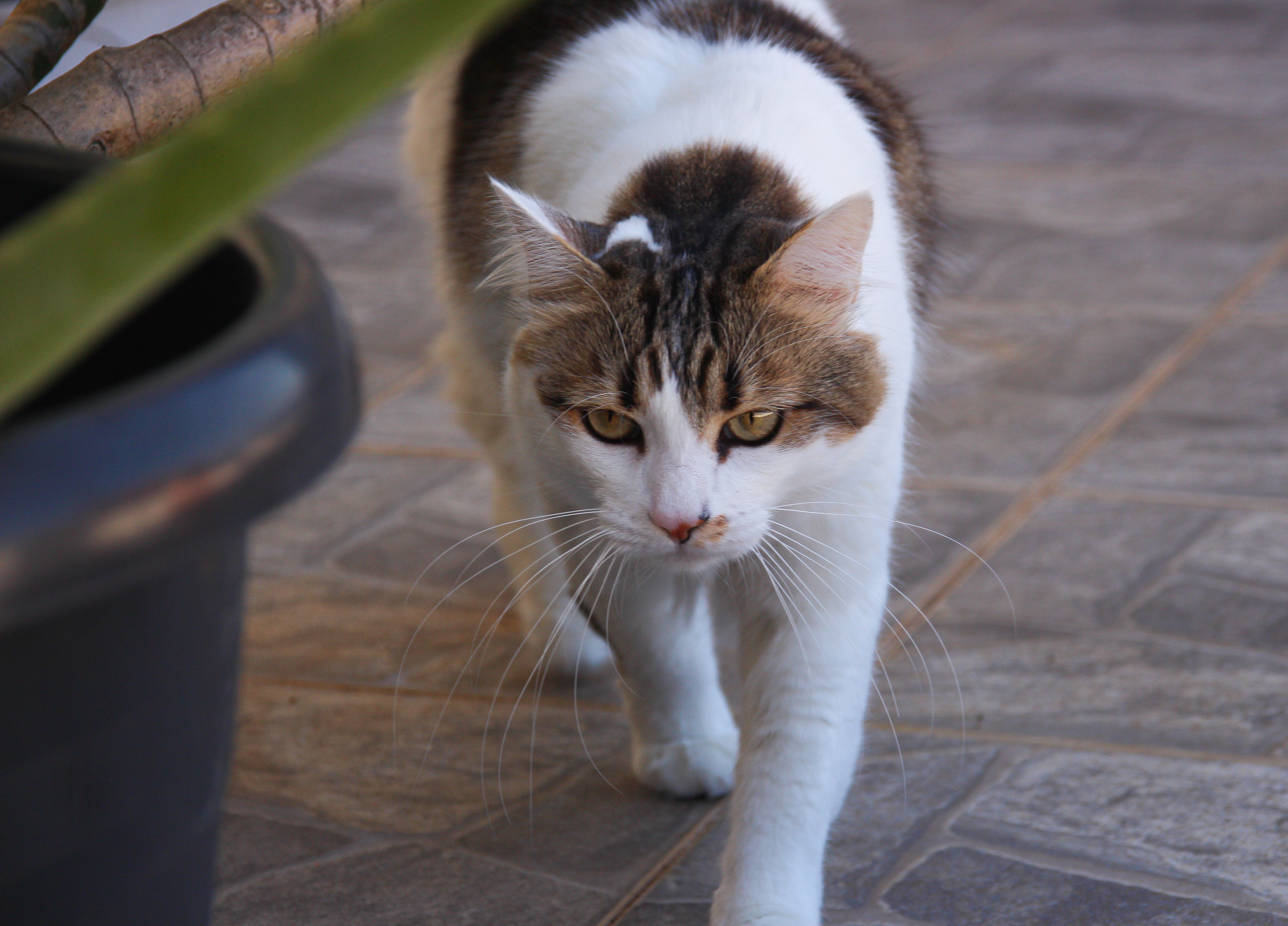 A domestic cat with unique markings walks gracefully on a tiled surface outdoors. - São Paulo