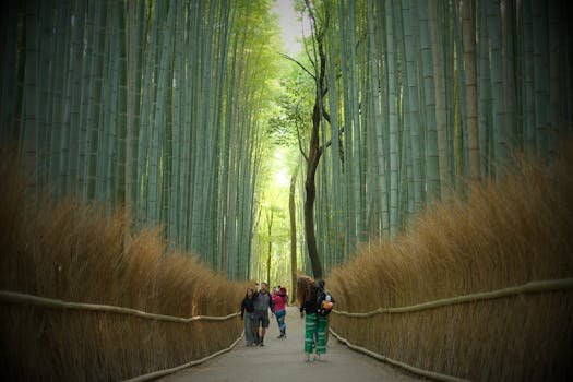 kyoto bamboo grove woman