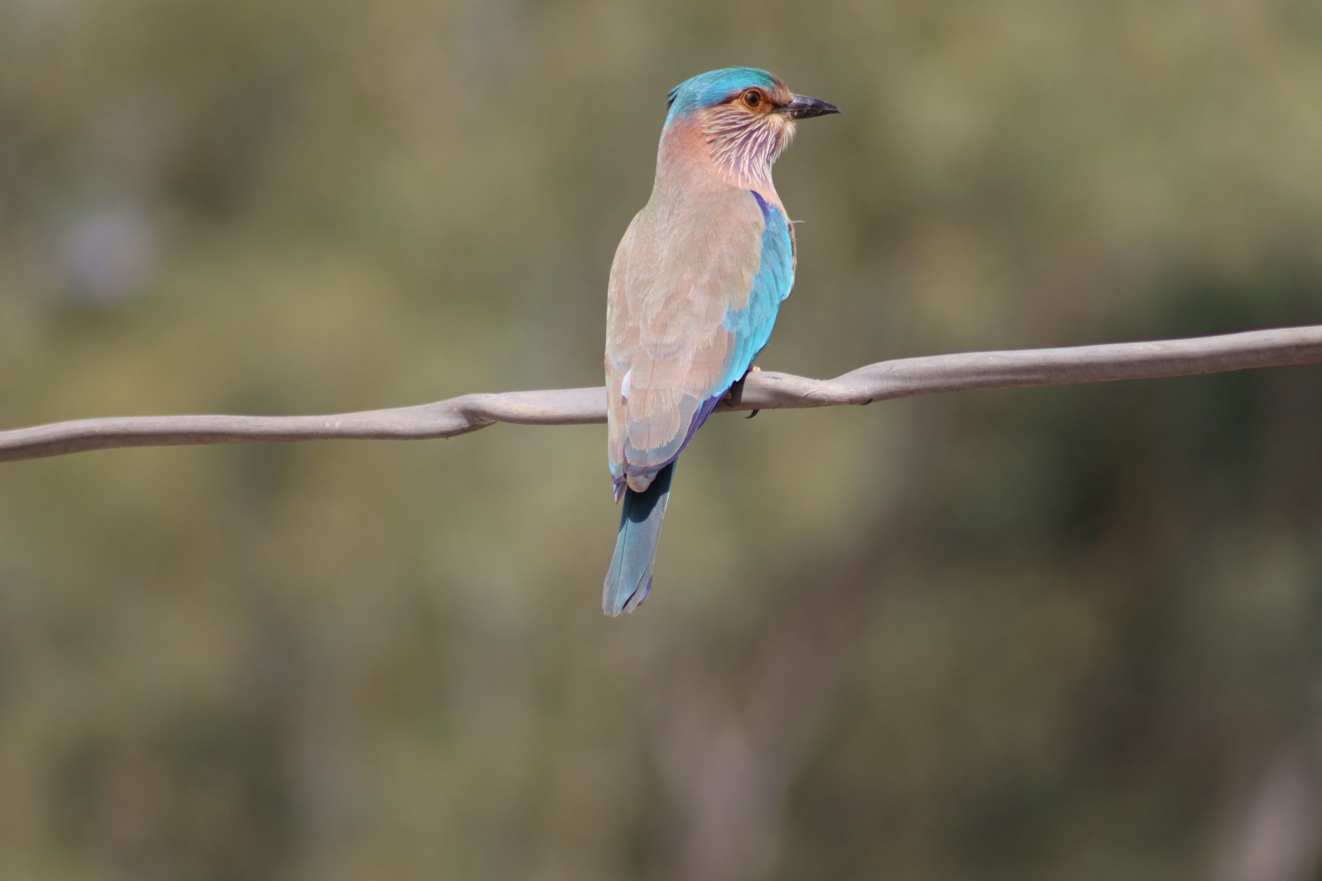 An Indian Roller bird with vibrant blue and brown plumage perches on a wire outdoors.