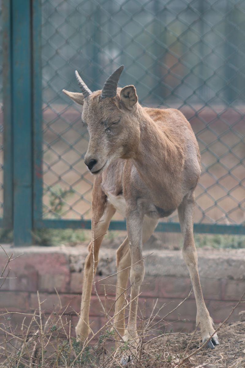 A wild goat standing near a fence, showcasing natural grace and beauty.