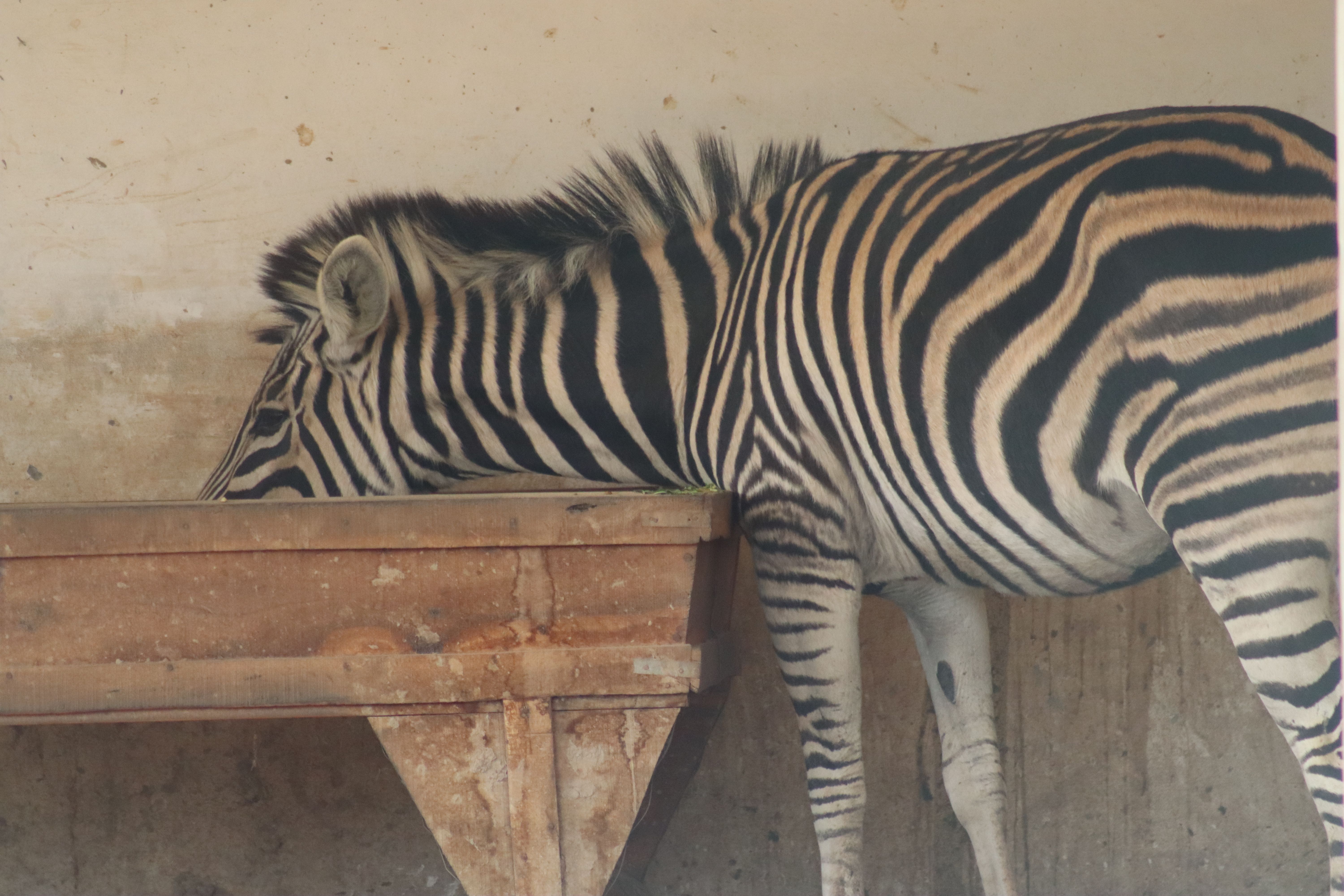 View of Zebra feeding on a wooden trough indoors · Free Stock Photo