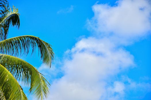 Bright blue sky with fluffy clouds and lush palm leaves. Perfect tropical summer vibe.