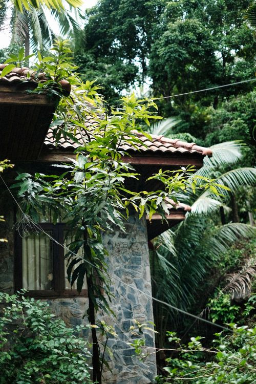 Free Charming stone house surrounded by tropical foliage, featuring tile roof and lush greenery. Stock Photo