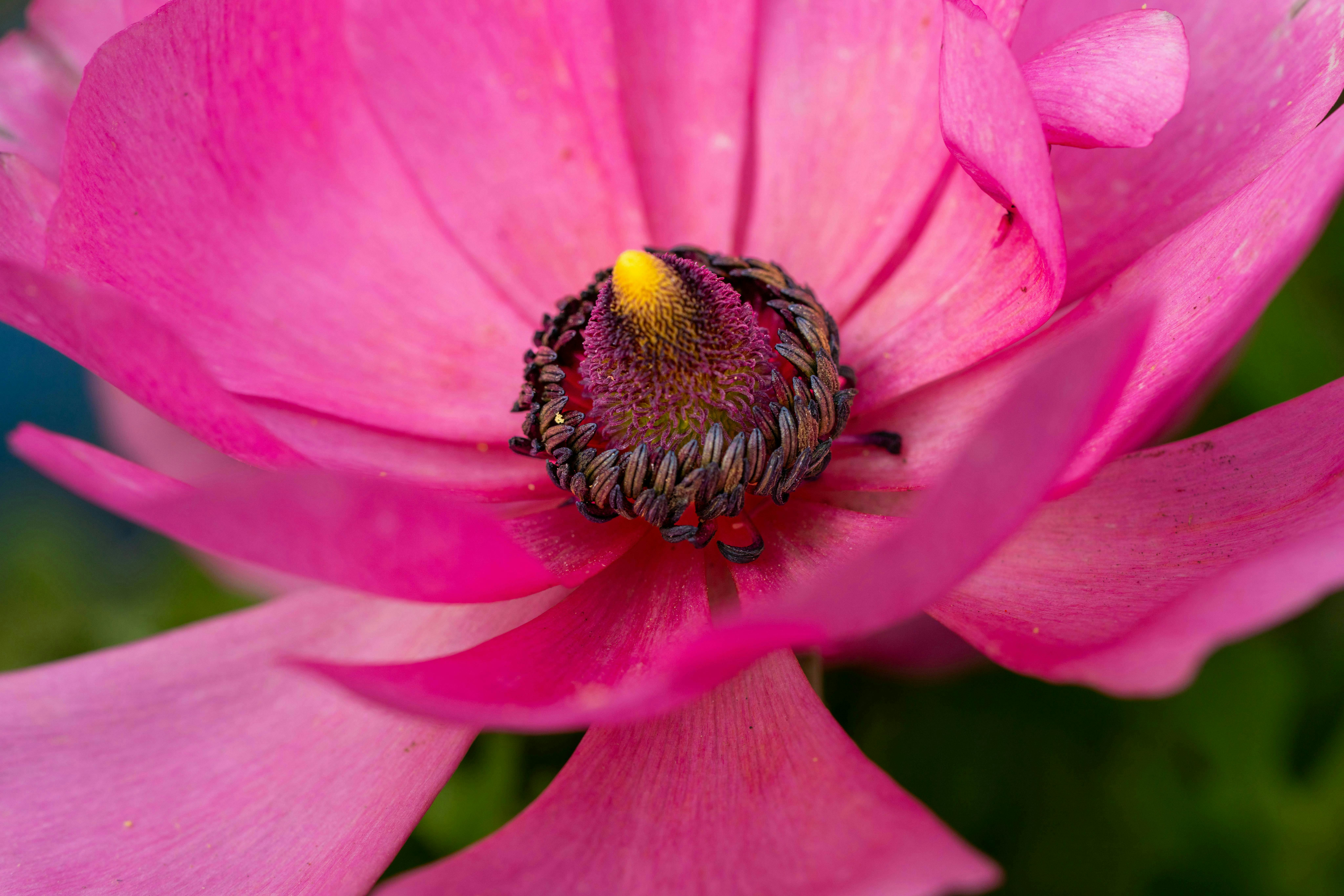 Understanding the Psychology of Fragrance and Its Impact on Emotions