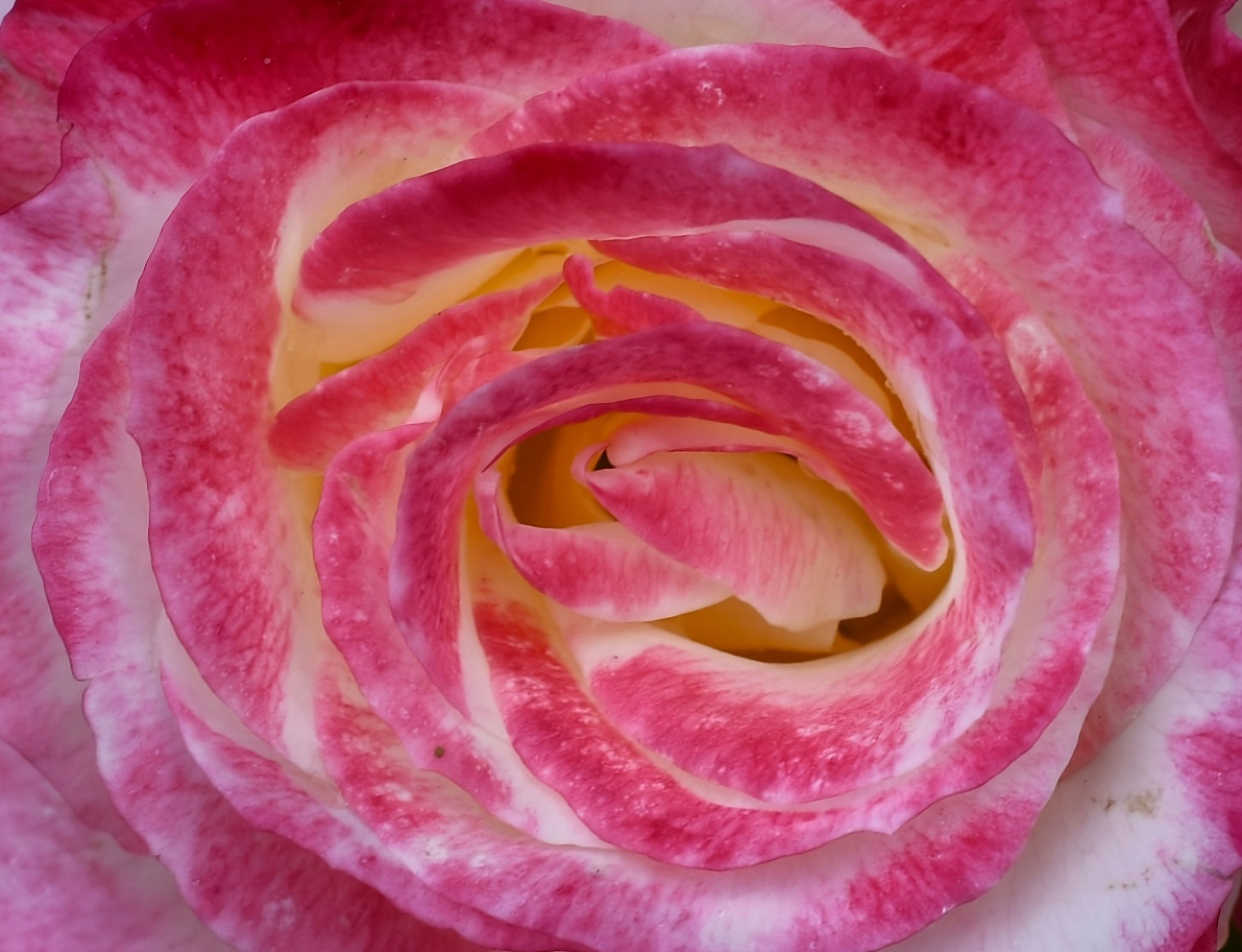 Letrero Rose Photos, Download The BEST Free Letrero Rose Stock Photos ...