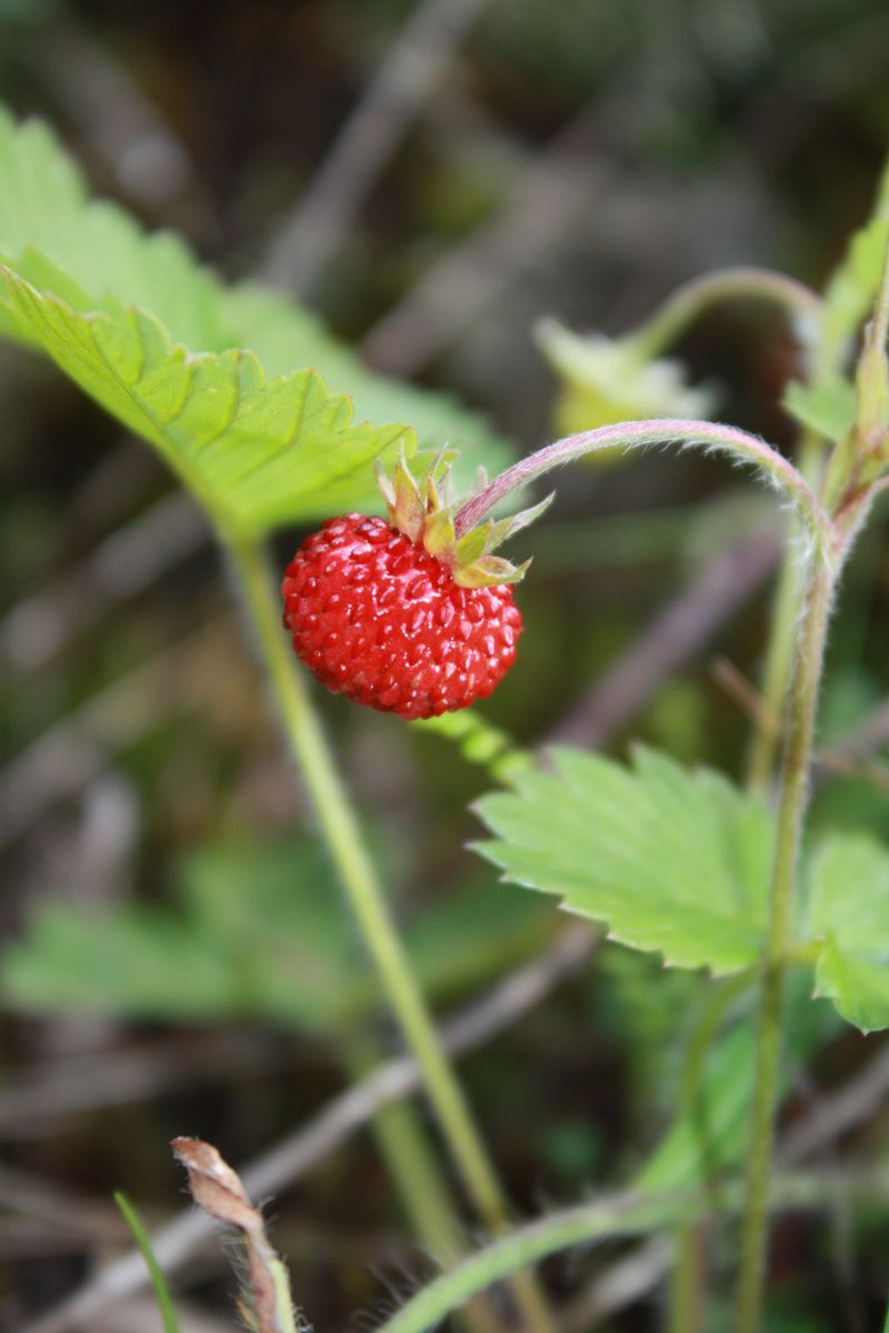 Wild strawberry, Fragaria vesca