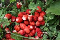 A cluster of fresh wild strawberries nestled among vibrant green foliage, showcasing their natural beauty.