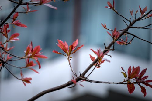 紅色花瓣花的選擇性聚焦攝影