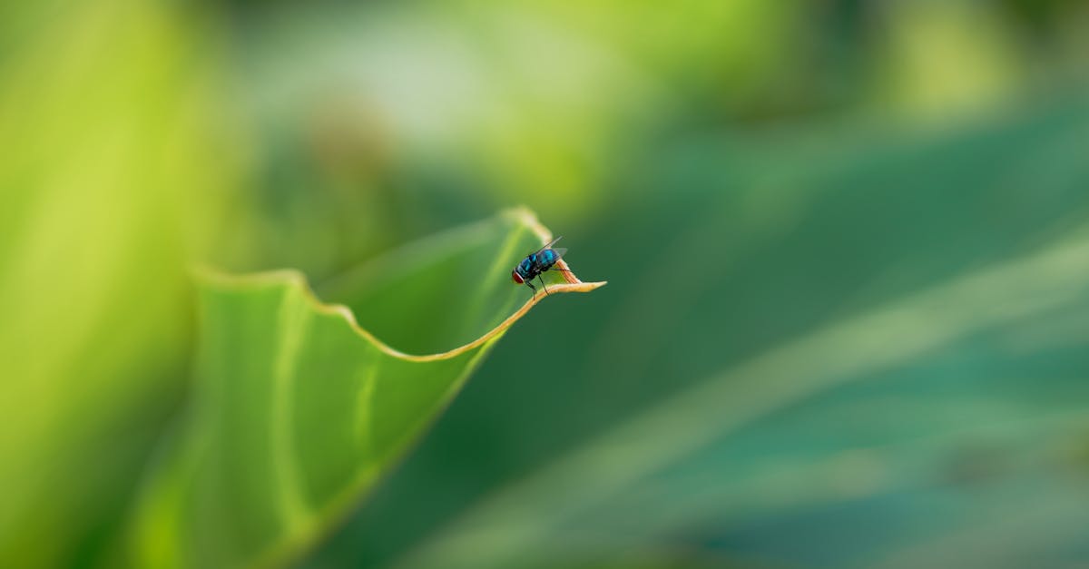 pest prevention for businesses, control services warranty
