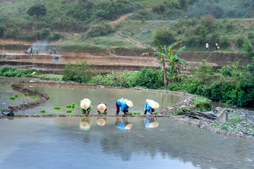 Free A group of farmers planting rice in lush green terraced fields during the day. Stock Photo