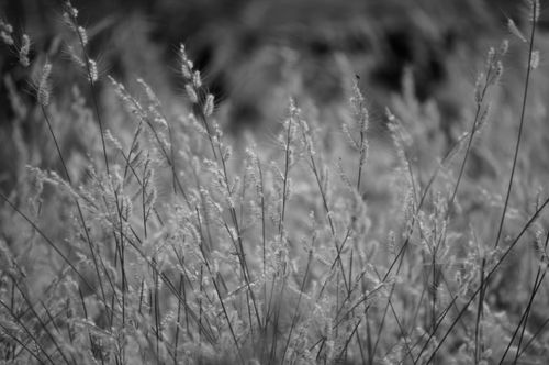 Free                                grass flowers Stock Photo