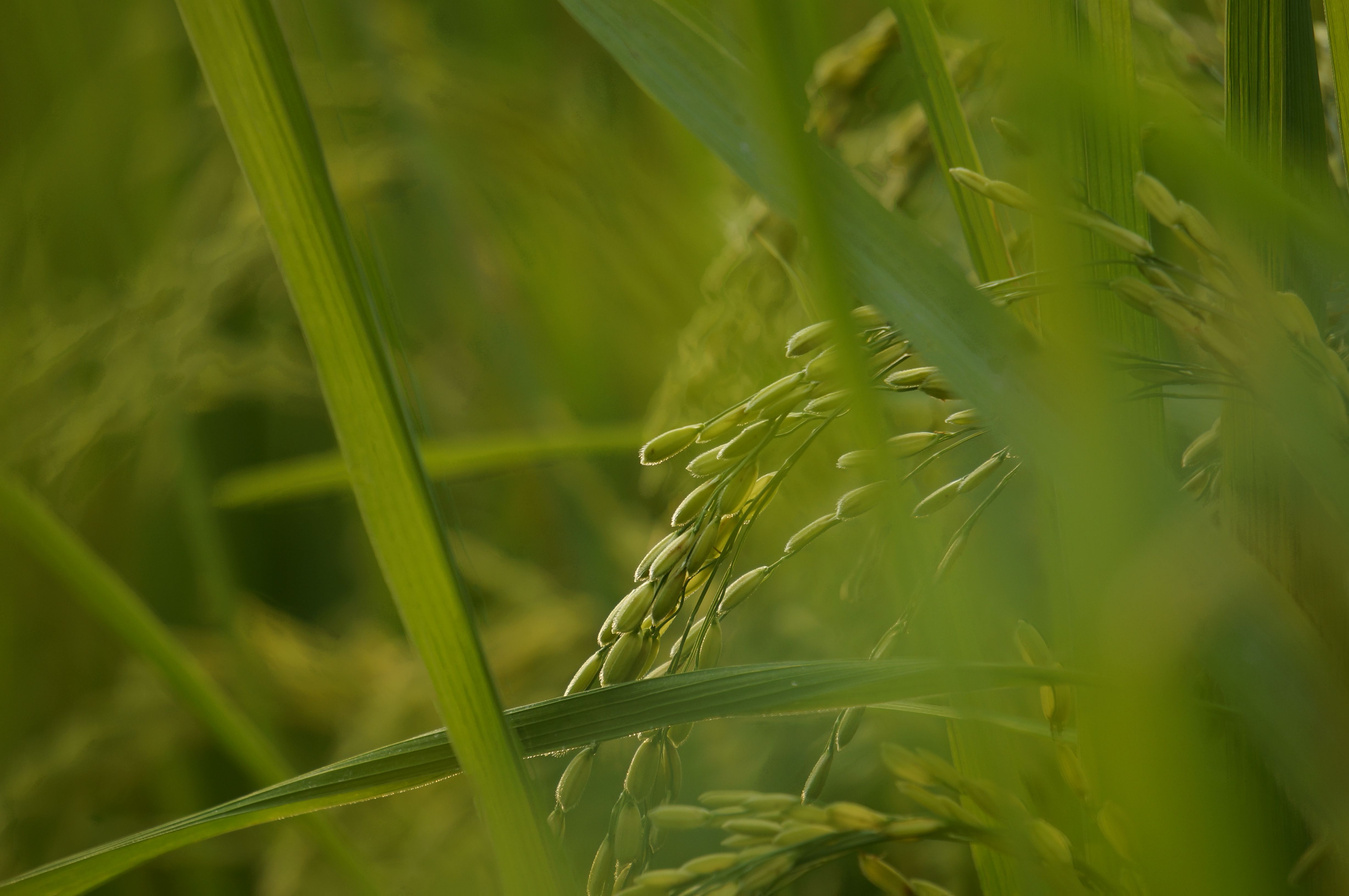 Estresse por baixa temperatura reduz em até 21% a viabilidade do pólen e a produtividade do arroz