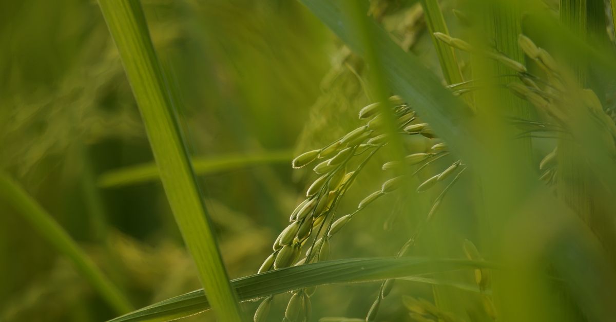 Comprehensive Genetic Map of Oryza rufipogon Unveiled