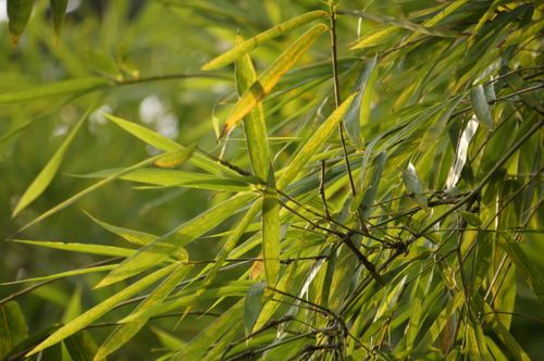 Free Vibrant green bamboo leaves basking in daylight, showcasing natural beauty and tranquility. Stock Photo