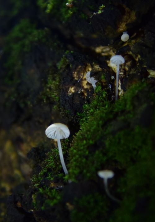 Free White mushrooms surrounded by moss on a forest floor. Nature's intricate details revealed. Stock Photo
