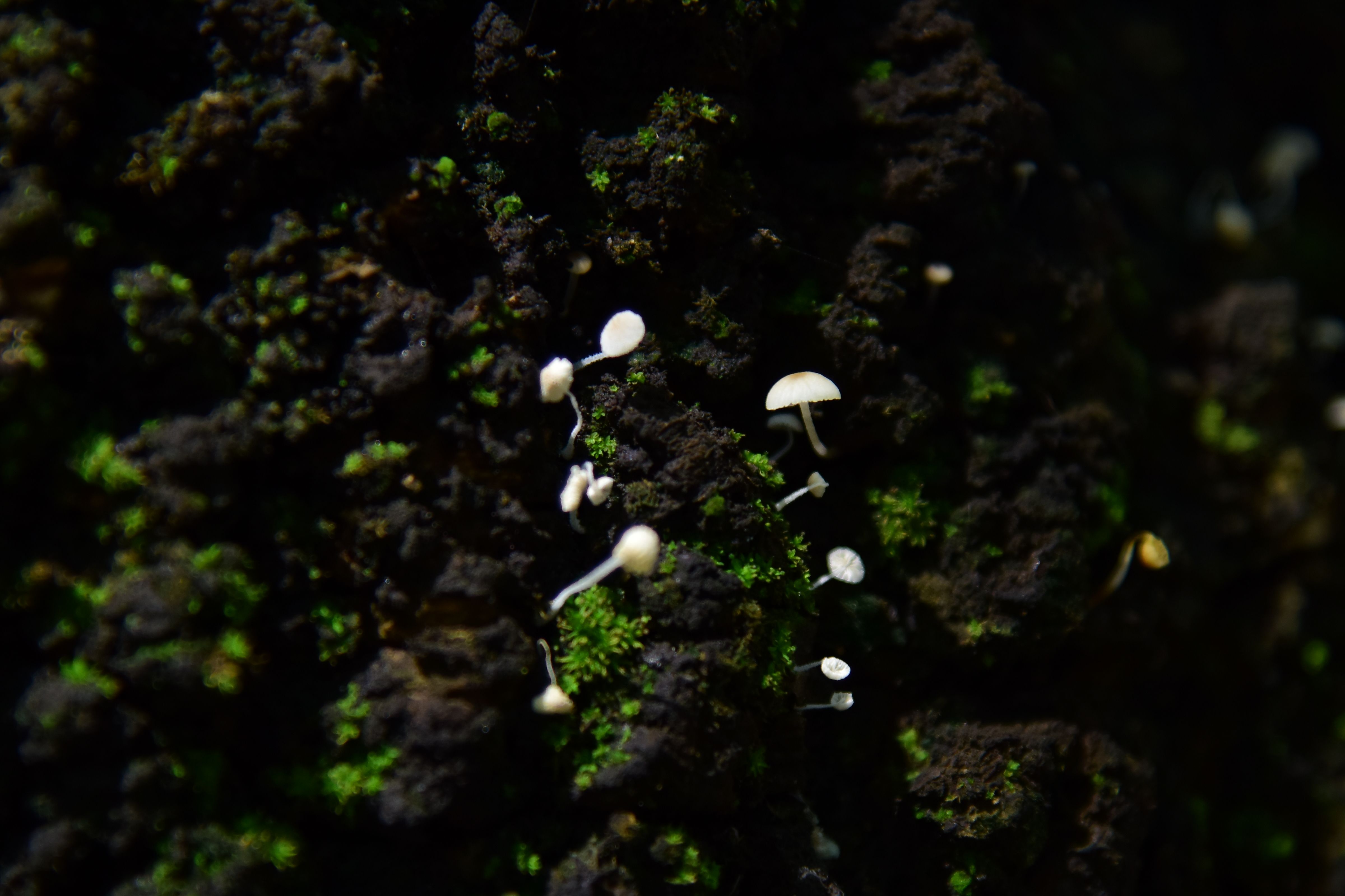 White Forgest Fungi And Moss Photos, Download The BEST Free White ...