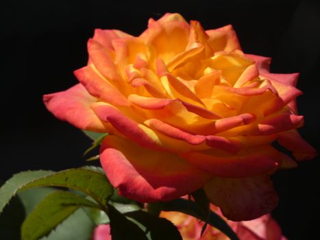 Stunning close-up of a vibrant orange and yellow rose in full bloom against a dark background.