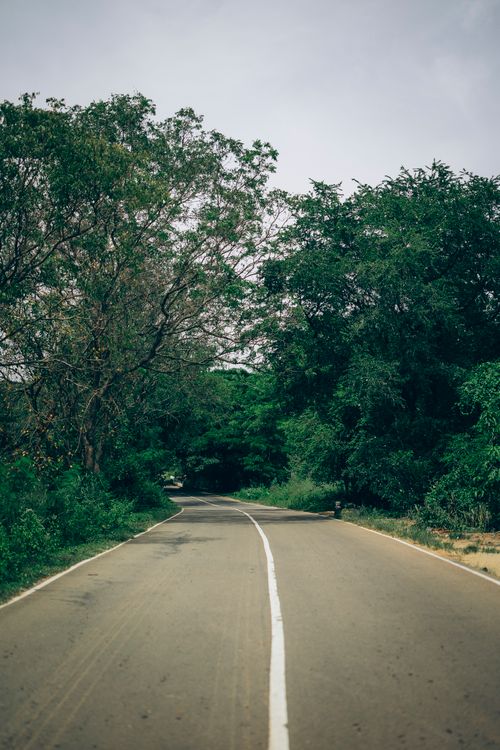 Free Winding road through dense, lush greenery in Southern Province, Sri Lanka. Stock Photo