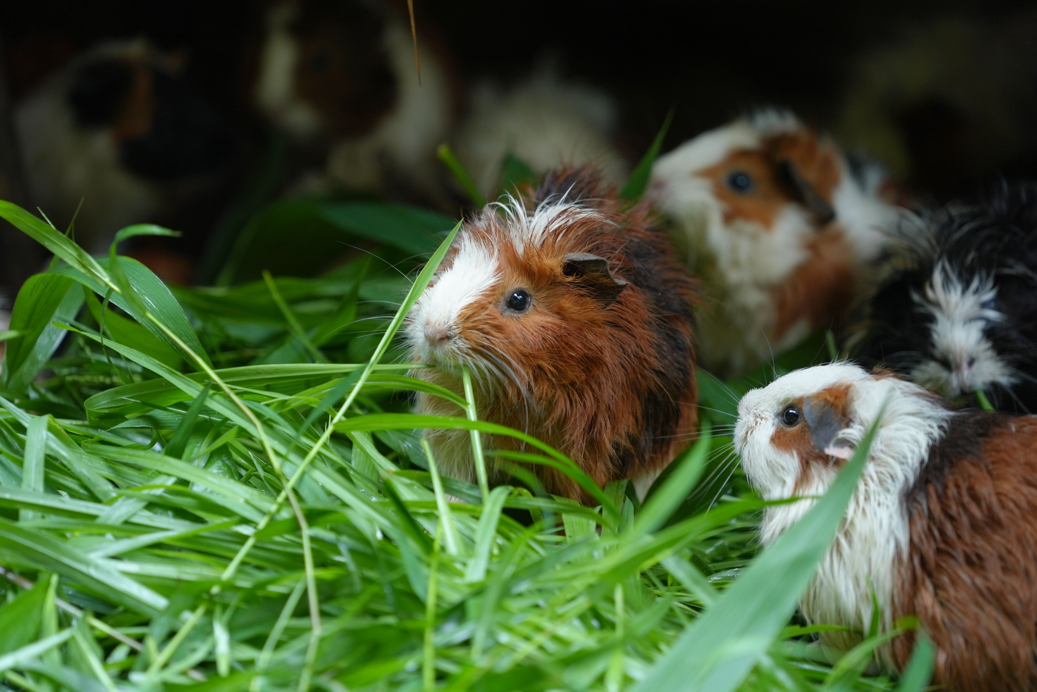 Sustainable pet care: ways to reduce your pet's carbon pawprint - World Wildlife Fund — Photo by Pon Thhao on Pexels
