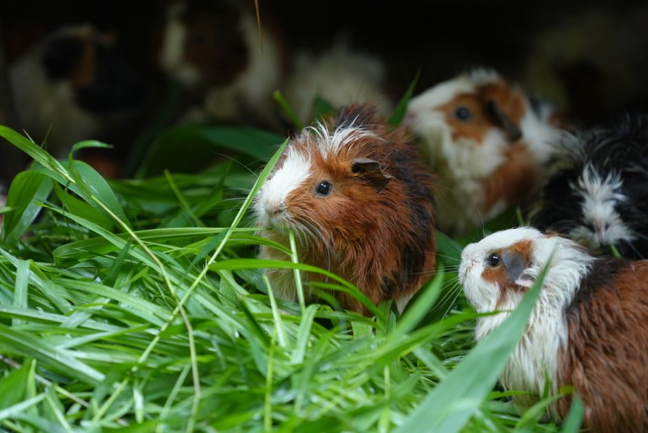 Group of guinea pigs feasting on vibrant green grass in Cambodia, showcasing their natural habitats.
