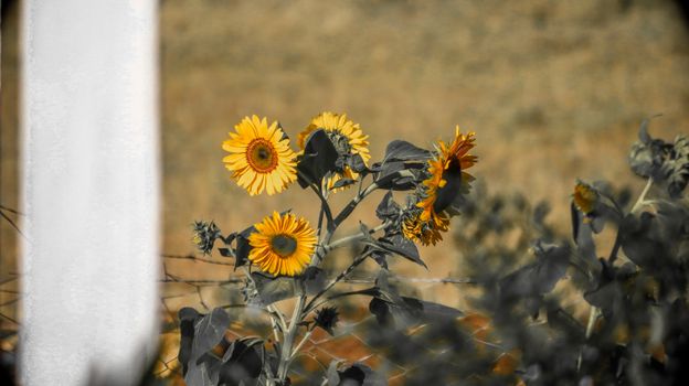 Bright sunflowers in a Juja field, showcasing rural beauty and nature's vibrancy.