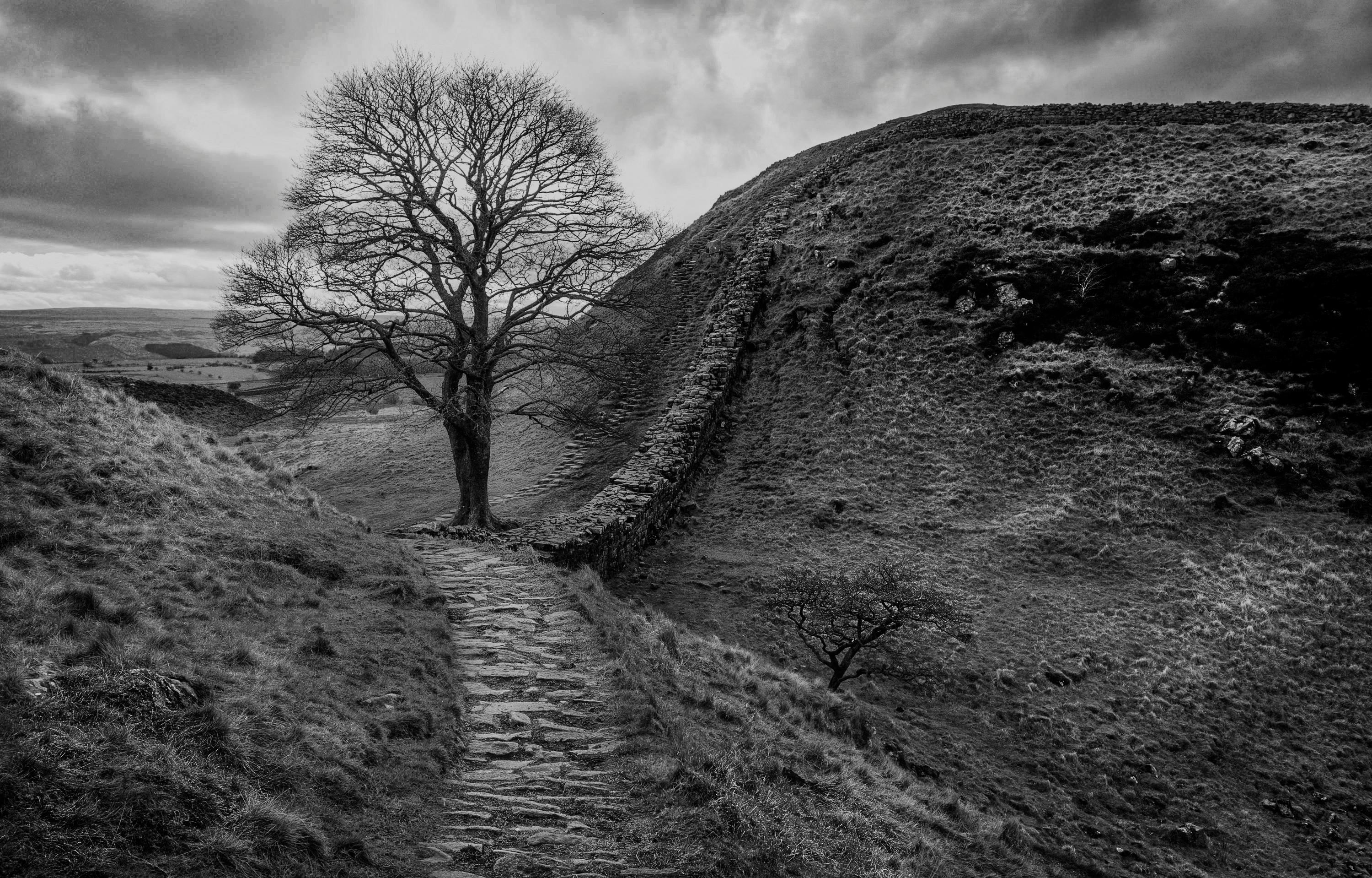 一幅展现孤树与古道的灰度图像，营造出孤寂的氛围