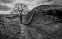 一幅展现孤树与古道的灰度图像，营造出孤寂的氛围