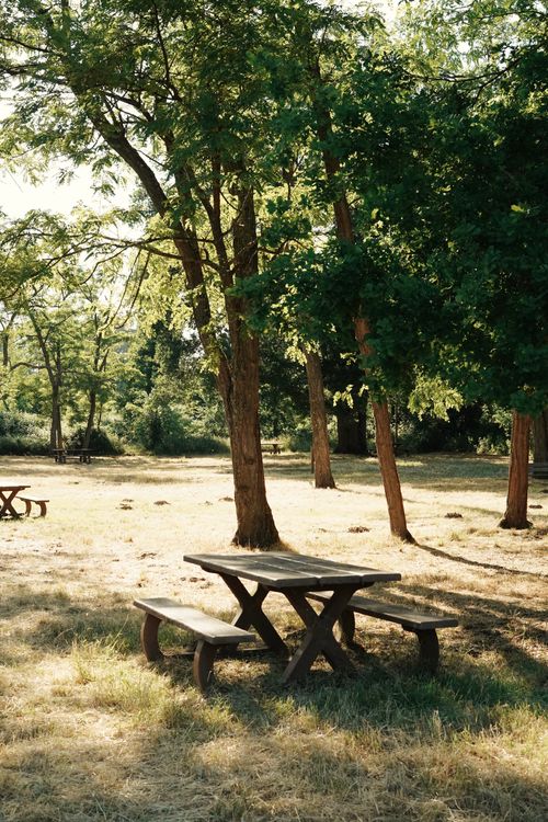 Free Sunlight filters through trees onto a tranquil picnic spot with wooden benches in the heart of a lush forest. Stock Photo