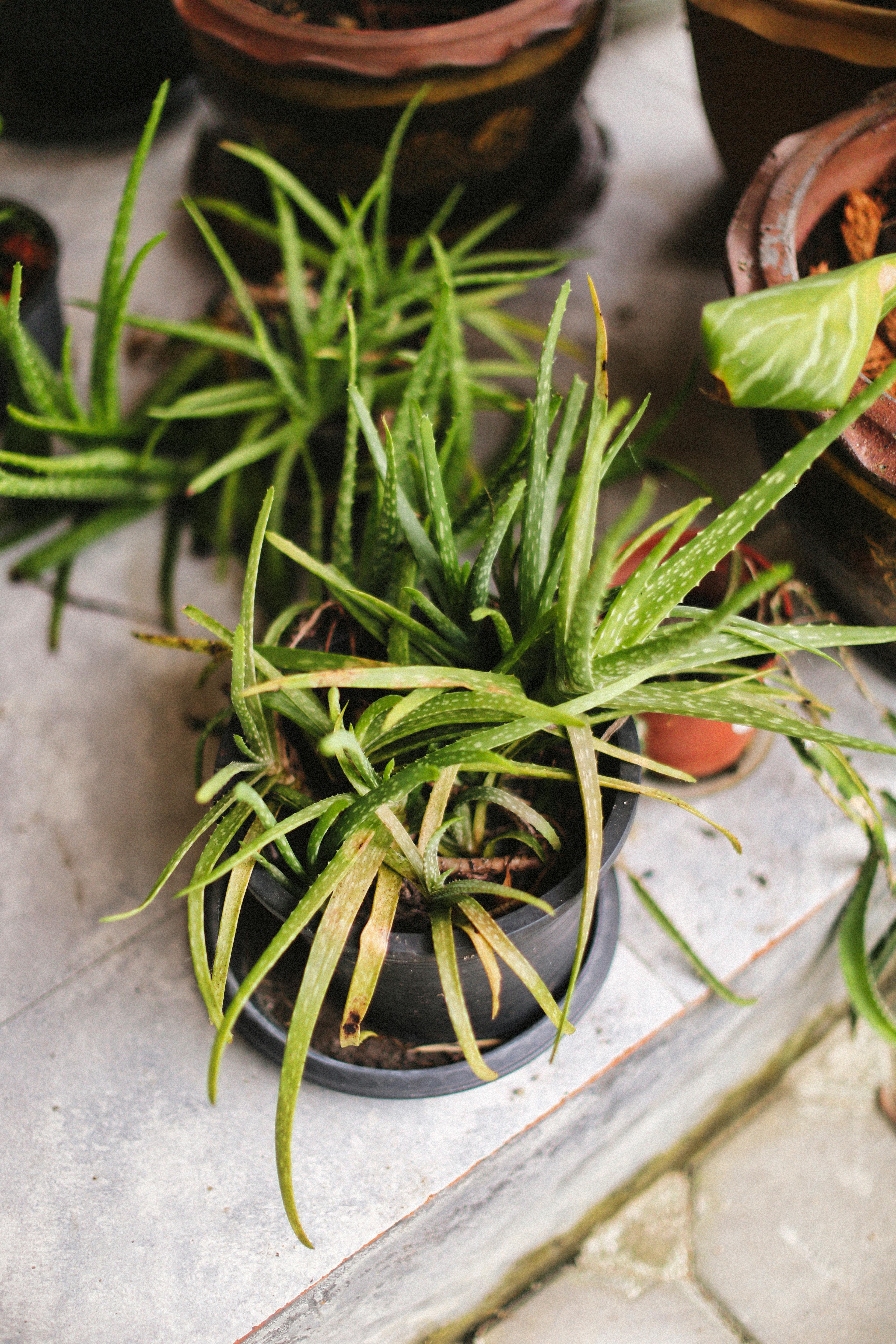 Fresh aloe vera plants in rustic terracotta pots, ideal for natural skincare and home decor.