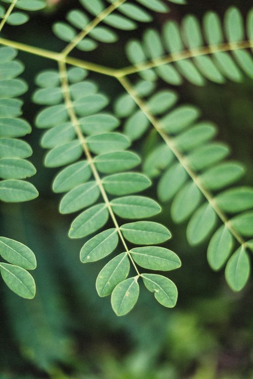 Free A detailed macro shot of vibrant green leaves showcasing natural patterns and textures. Stock Photo