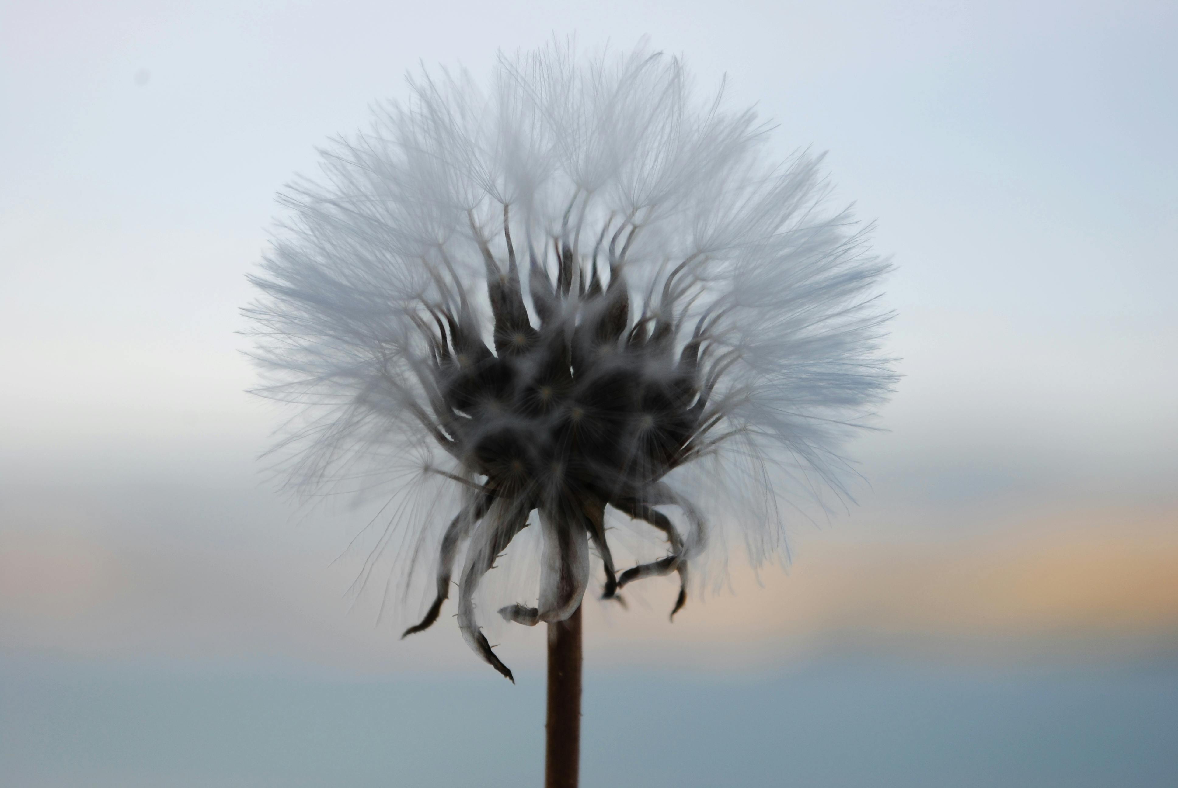 Free stock photo of dandelion, gray, nature