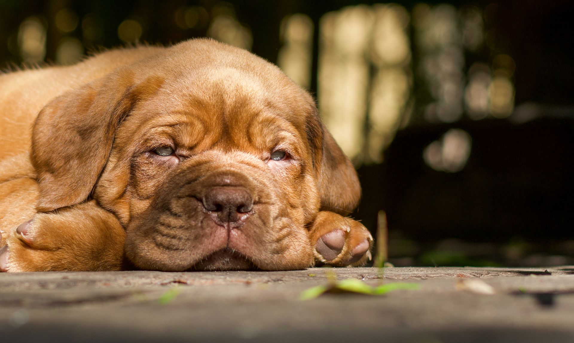 Cute Bordeaux Mastiff puppy resting on the ground in natural sunlight, showcasing its wrinkly features.