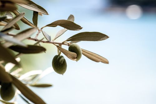 Free Olive branch with green olives against a serene, sunlit backdrop in Muğla, Türkiye. Stock Photo