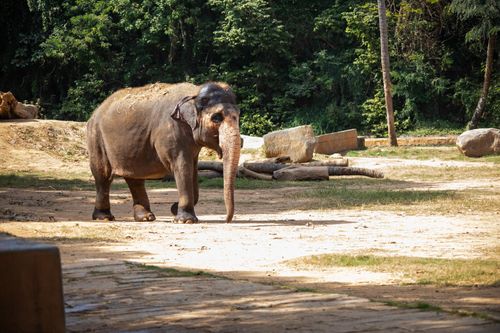 Free Majestic Asian elephant walking in a lush forest area on a sunny day. Stock Photo