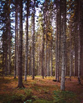 Tranquil view of a pine forest with sunlight filtering through tall trees creating a peaceful atmosphere.