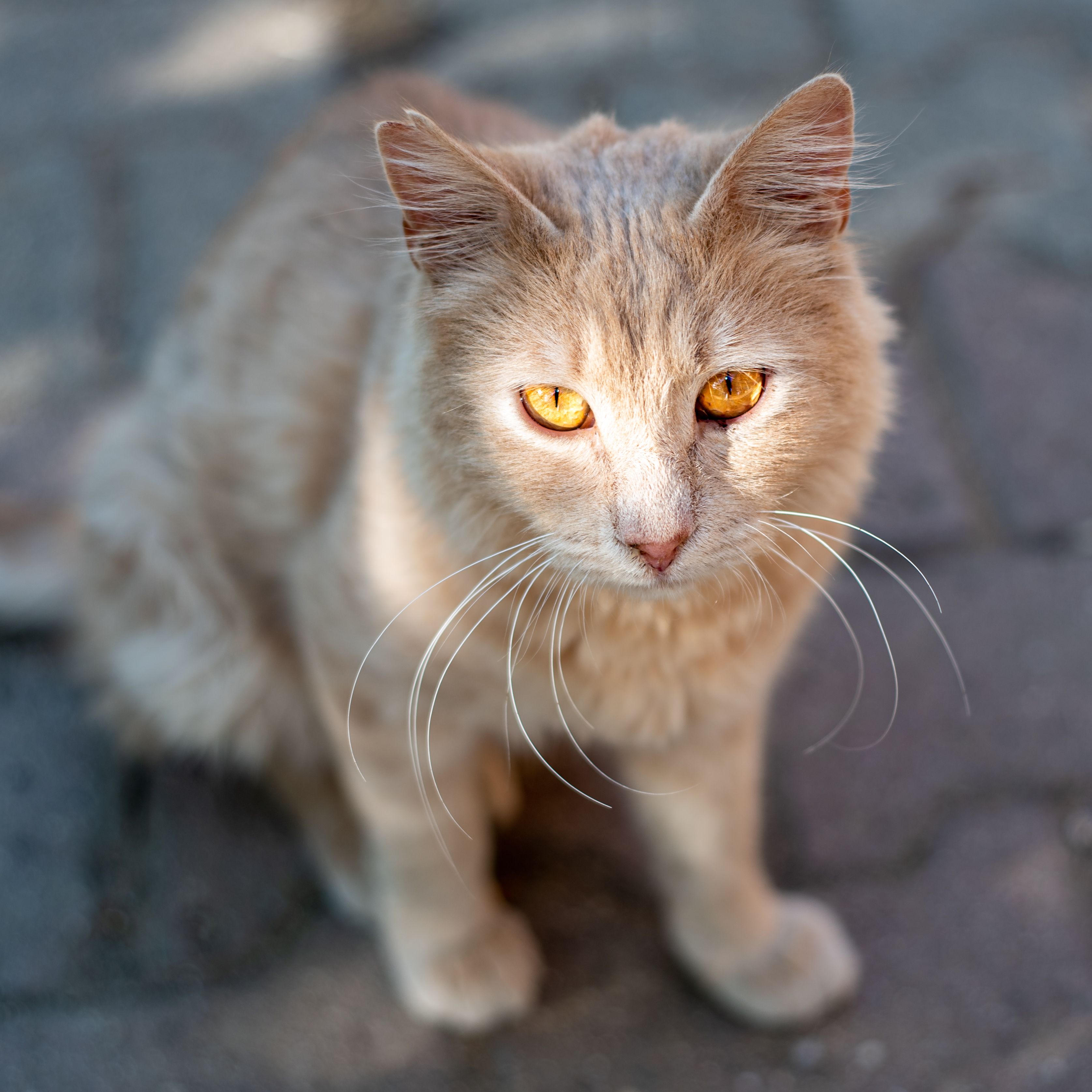 Portrait of a Curious Ginger Cat with Bright Eyes · Free Stock Photo