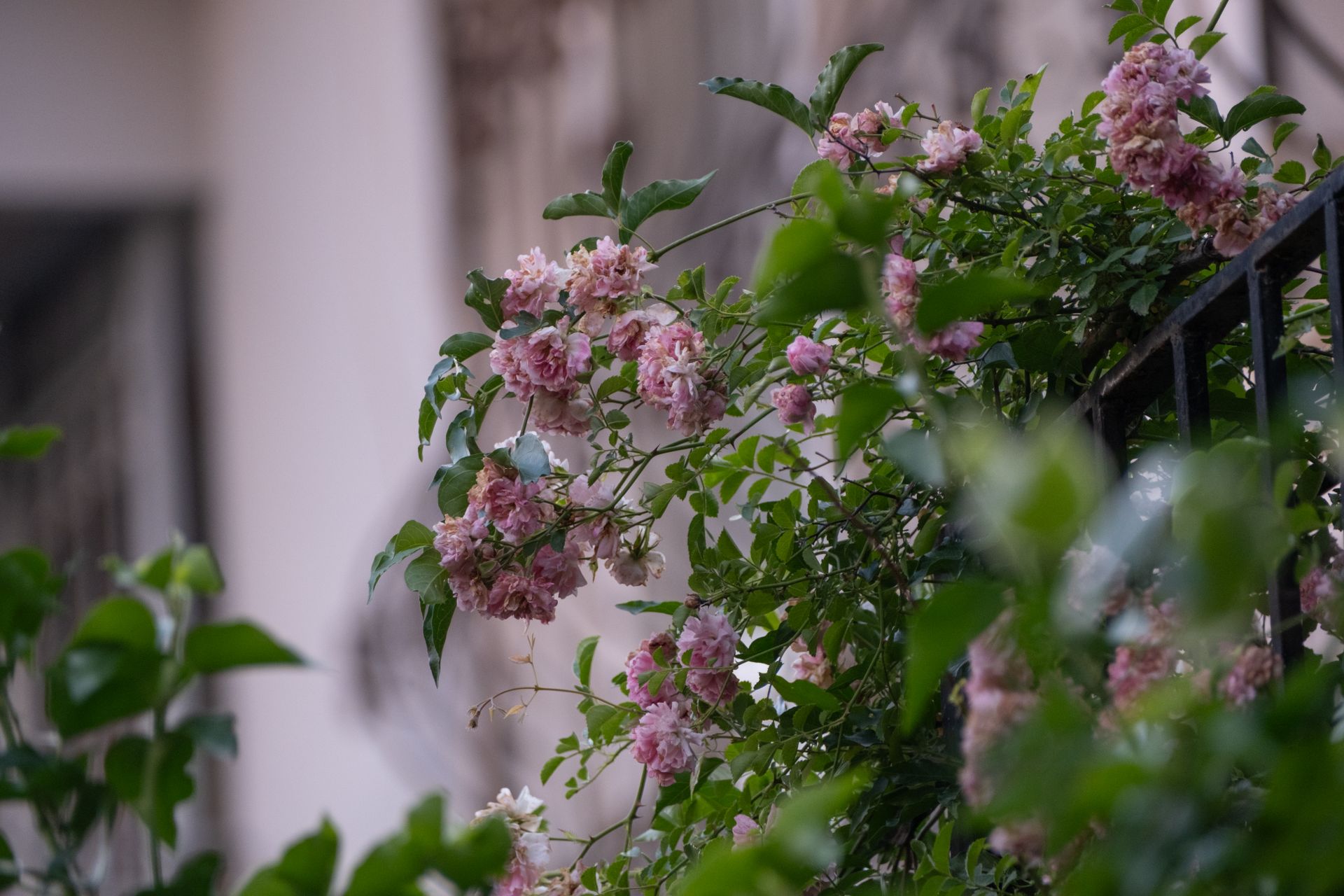 Lush pink roses climbing a garden fence in İzmir, Türkiye, exuding natural beauty.
