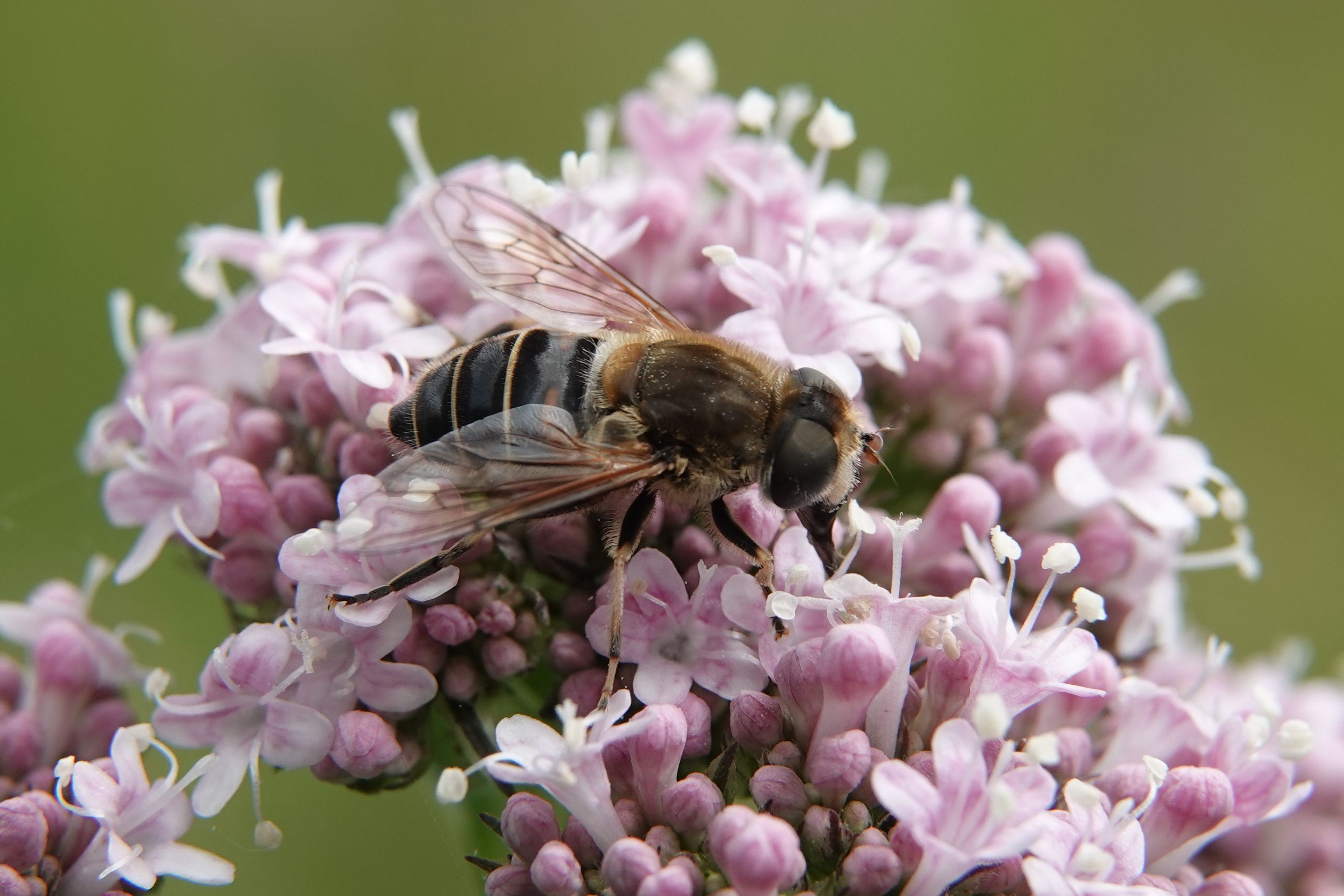 Valerian flowers