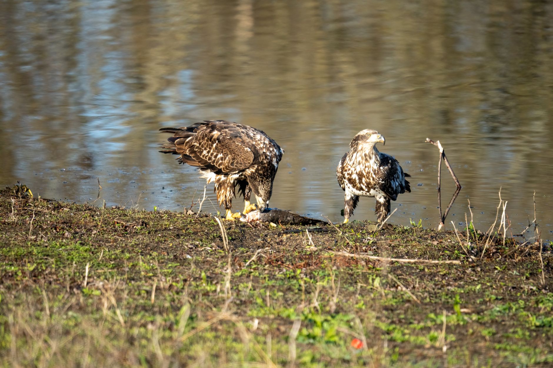 A pair of juvenile bald eagles on a riverbank in Wabasha, Minnesota, USA, during daylight.