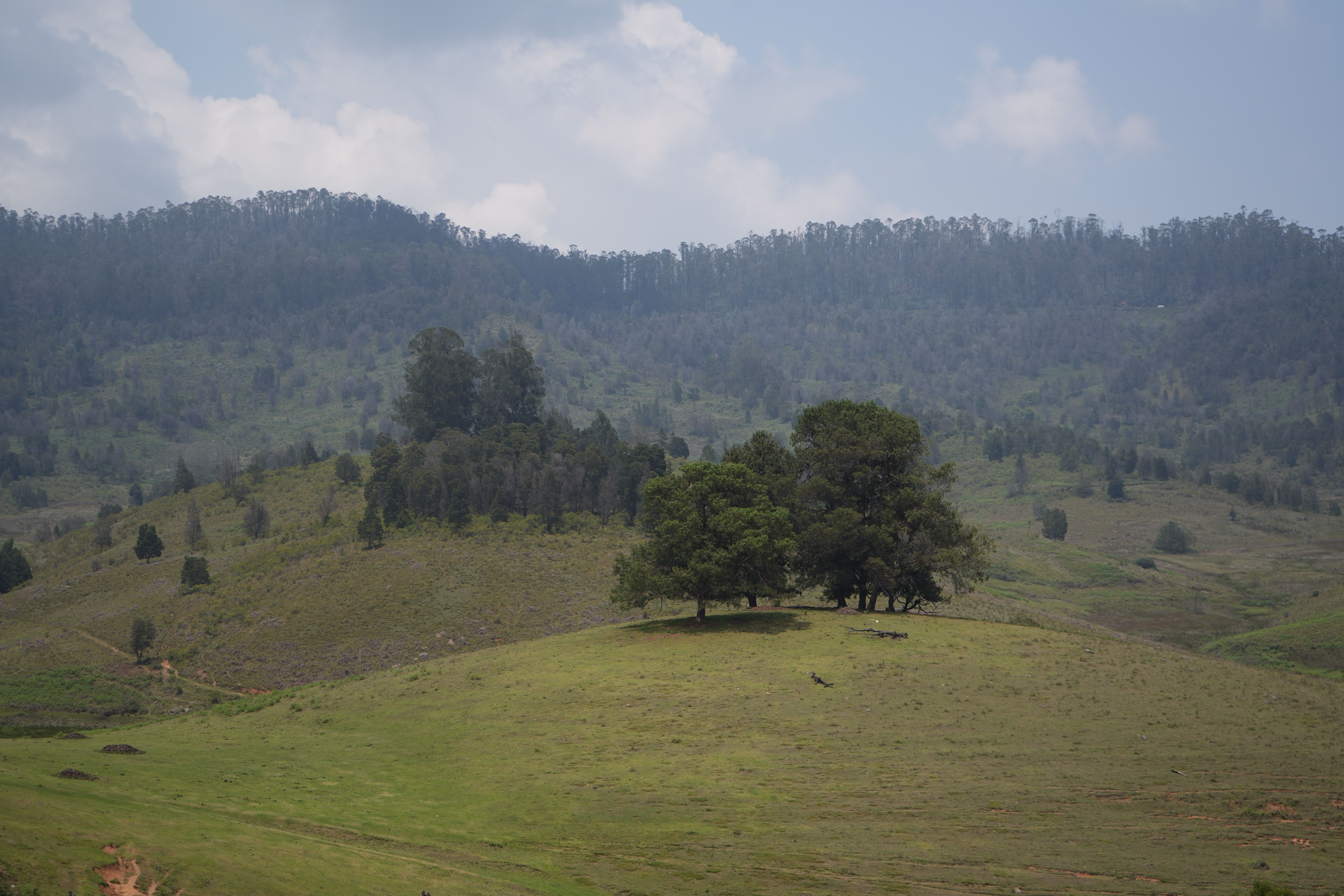 Serene Hillside with Lone Trees in Summer · Free Stock Photo
