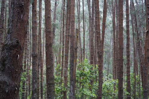 Free A dense pine forest with tall, straight trees and lush undergrowth. Stock Photo