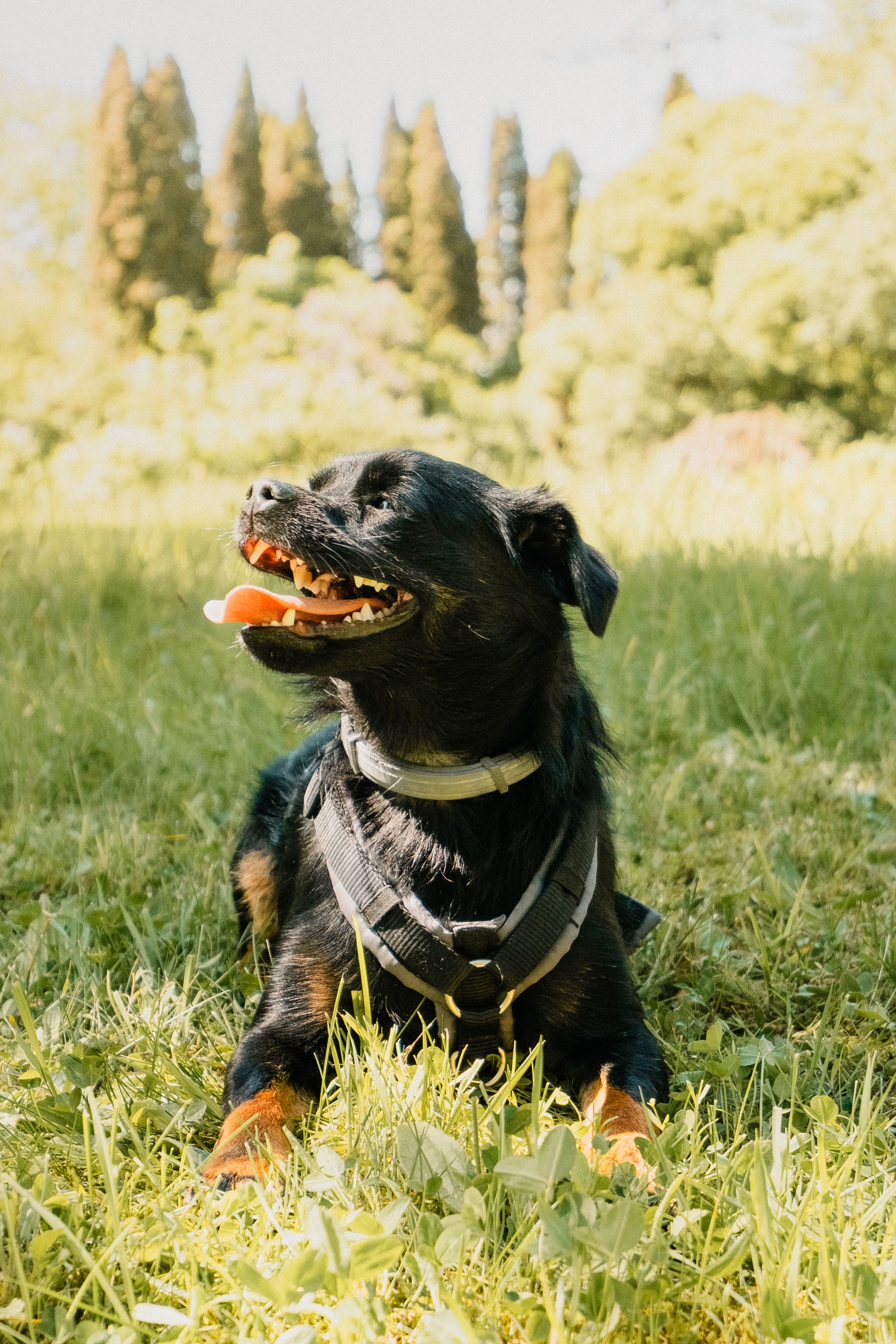 Black Dog Relaxing in Sunny Park Landscape · Free Stock Photo