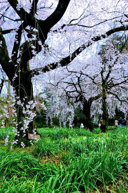 Gratis lagerfoto af japan, japansk kirsebærtræ