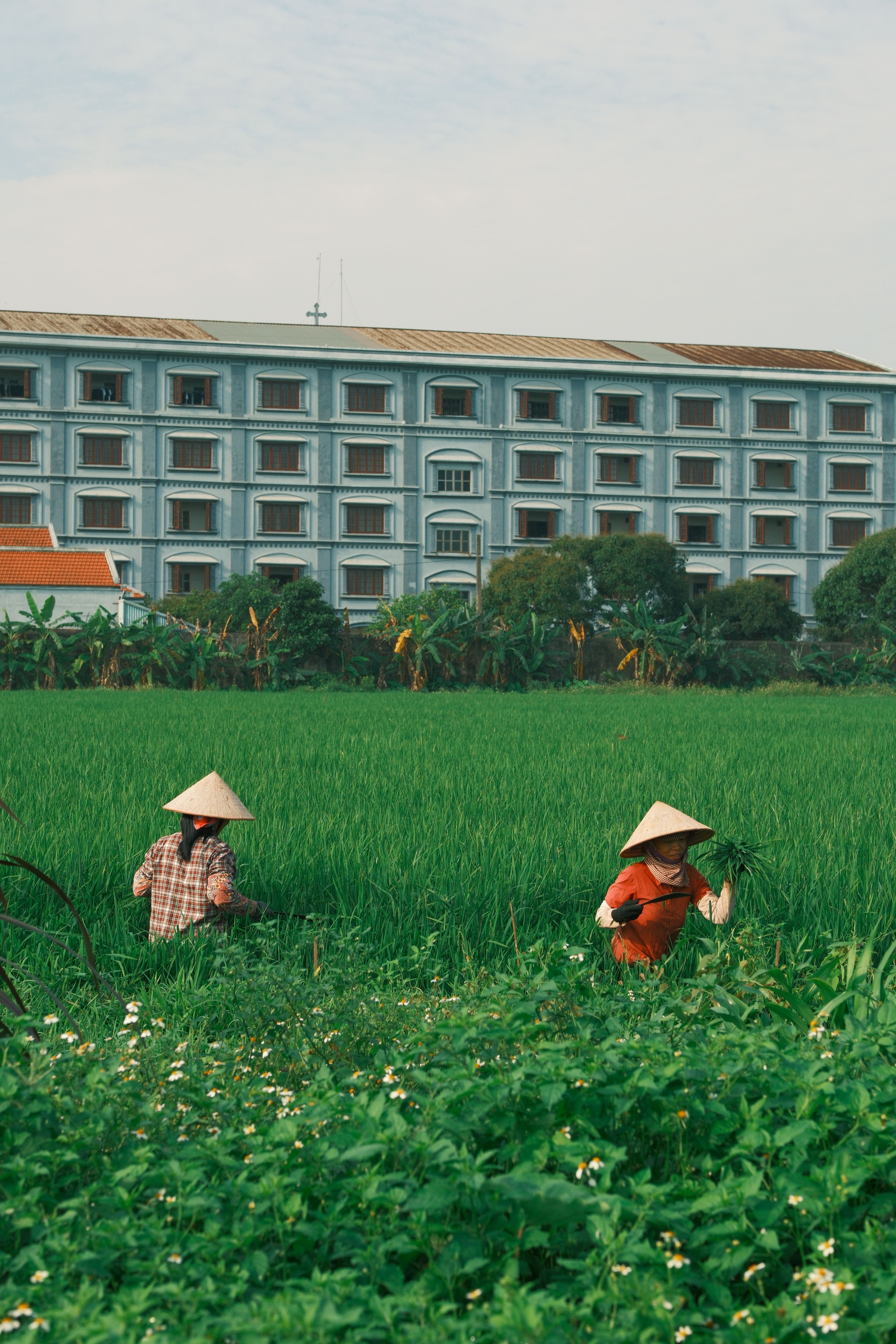 Vietnamese Farmers in Nam Dinh Rice Field · Free Stock Photo