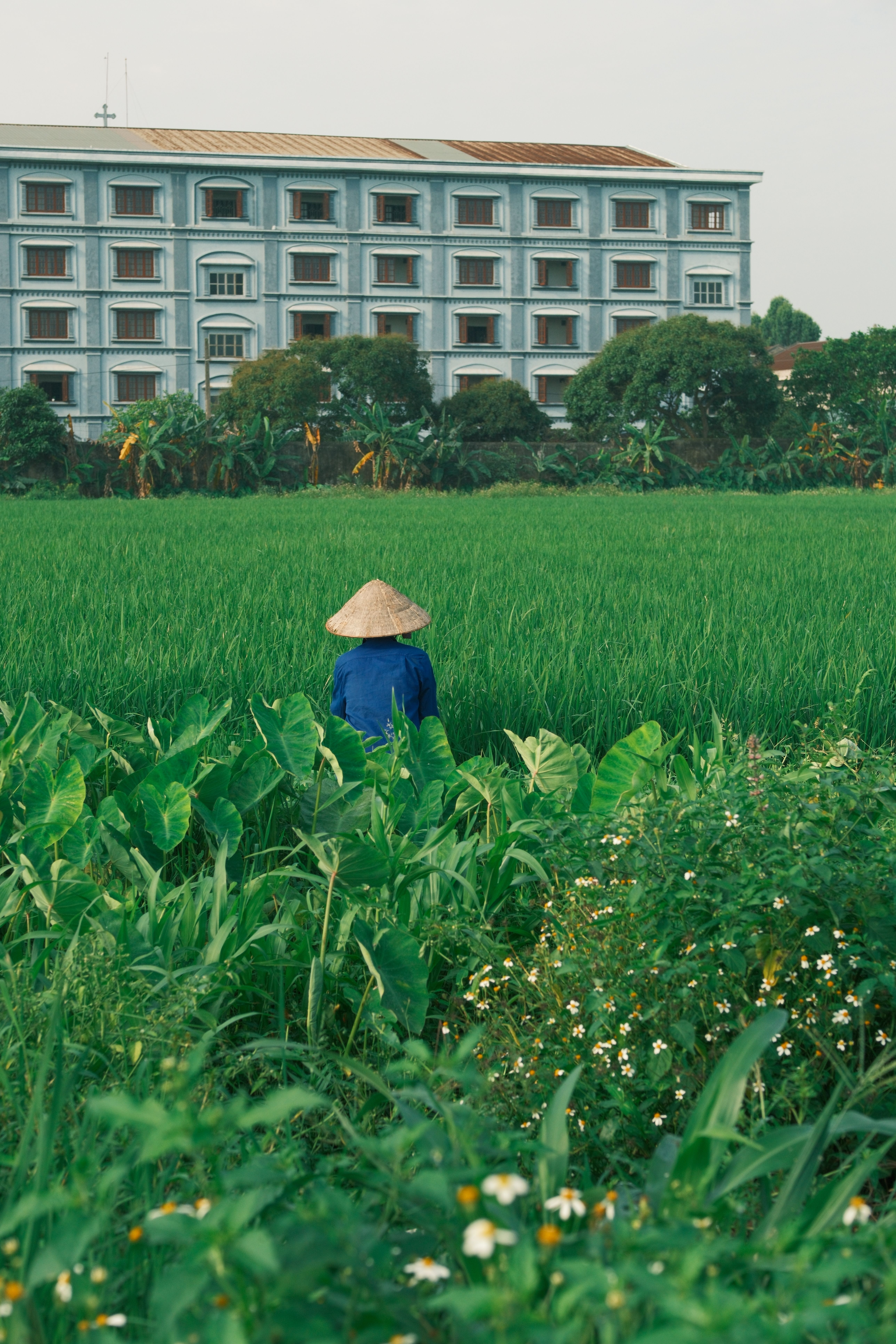 Traditional Vietnamese Farmer in Lush Rice Field · Free Stock Photo